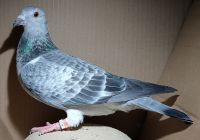 PL-0416-25-7678 - samica