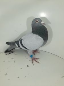 PL-0417-16-7046-Org.Bogdan Michalak