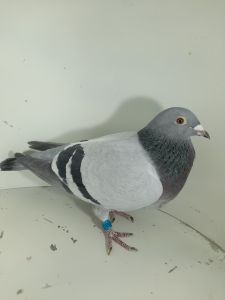 PL-0417-16-7056 Org.Bogdan Michalak