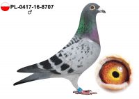 PL-0417-16-8707 ORYG DOMINIK PALARSKI - AUKCJA NOWOROCZNA - SAMIEC