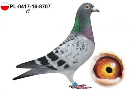 PL-0417-16-8707 ORYG DOMINIK PALARSKI - AUKCJA NOWOROCZNA - SAMIEC