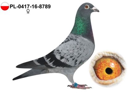 PL-0417-16-8789 oryg Dominik Palarski wnuczka najlepszego rozpłodowca rodziny Palarskich