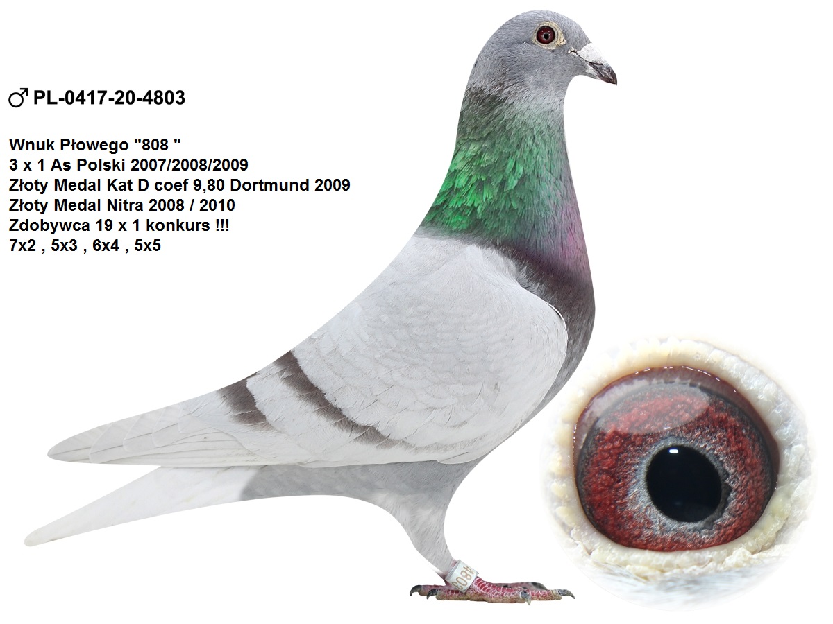 ayachu Strzykawka, odsysarka do oleju FT9825, FT9826, FT4668