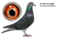 PL-0417-21-4800 org. D. M. PALARSCY