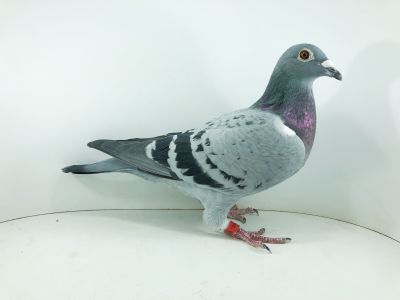 PL 0417 22 1012 – org. Palarski Dominik - 159 AS _Gołąb na 1500 przyjętych gołębi - 159m – Finał 430km!!!  w tym 37m-wyścig nr 1.  Mistrz  POLSKI gołębi młodych !!!  (prawdopodobnie samiczka)  Więcej informacji o gołębiu można uzyskać pod numerem telefonu