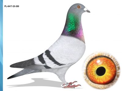 PL-0417-25-389 BRAT 10 LOTNIKA ODDZIAŁU MILICZ HOOYMAS X PALARSCY