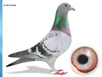 PL-0417-25-394 100% IKD ŁEPUCH INBRED MAŁY VOS