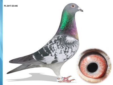 PL-0417-25-446 100 % IKD LEPUCH MARCEL ALBRECHT X 002