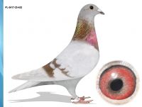 PL-0417-25-452 IKD ŁEPUCH X PASZEK 808