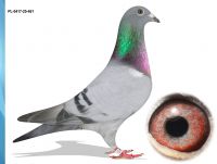 PL-0417-25-461 100 % IKD ŁEPUCH