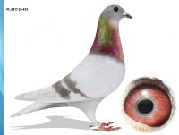 PL-0417-25-474 100 % KAROL PASZEK 808