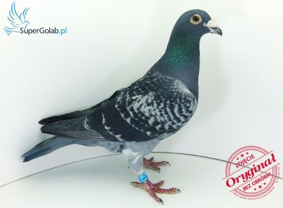 PL-0418-10-12000 - Super Rozpłodowiec, 100% Vercammen