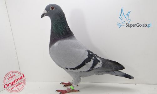 PL_0418-15-307- linia Engels-Verbruggen