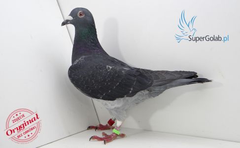 PL-0418-17-8575 - inbred na super rozpłodowca 12000