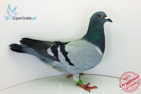 PL-0418-18-7253- Vandenabeele/Claessens