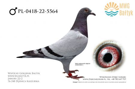 PL-0418-22-5564: Lis Daniel, m.in. 46m. z FINAŁU