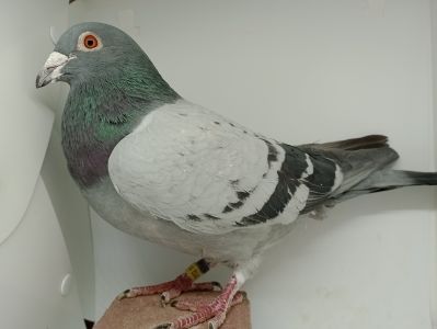 PL-0419-18-7081 org. Krzysztof Kocon + PL-0294-19-3112 org. Krzysztof Kocon - Brat 5 lotniczki oddziału Dębica w 2022 r., zdobywczyni 2x1 nagrody w  kat. Wyczyn  i Standard.