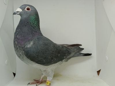 PL-0419-19-4615 - Van Wanroy x Andrzej Kaszuba