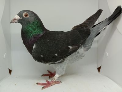 PL-0419-20-6955 - Van Wanroy/Jansen x Andrzej Kaszuba