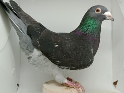 PL-0419-20-6955 - Van Wanroy x Andrzej Kaszuba