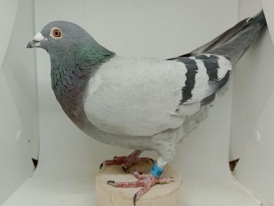 PL-0419-21-1069 E.Limbourg x Ad Schaerlaeckens