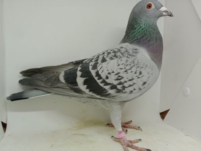 PL-0419-21-767 Van Wanroy x Rik Custers (De Rauw Sablon/Freddy)