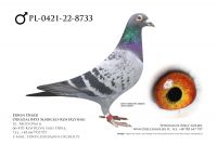 PL-0421-22-8733 - samiec