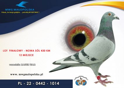 PL 0422 22 1014 – org. Kapinos Marcin Mistrz Polski w Kat. „A” – Gołąb na 1500 przyjętych gołębi -  12m – Finał 430km!!! (prawdopodobnie samiczka)