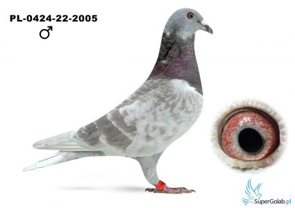 PL-0424-21-2005 Amelia JK - 24 gołąb z Super Cap