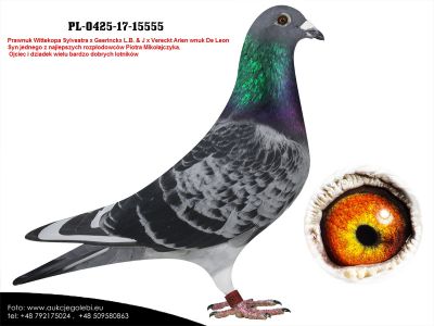 PL-0425-17-15555 + gratis samiczka PL-0288-20-54