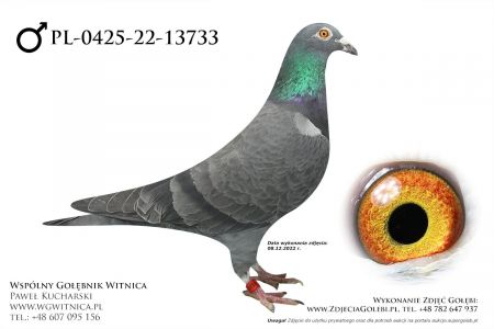 PL-0425-22-13733: Piechota Jerzy, min 4m Gołąb z hodowli: Piechota Jerzy