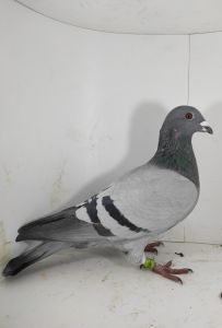 PL-0425-23-11980 7 As WG Kosakowo x 6i9 As Polski kat A