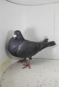 PL-0425-23-13662 linia 