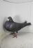 PL-0425-23-13662 linia 