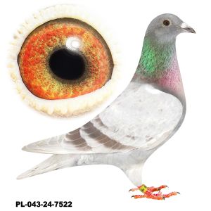 PL-043-24-7522-Janssen