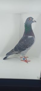 PL-0430-21-8108 Org.Kruger x 6016 super samica rozpłodowa!