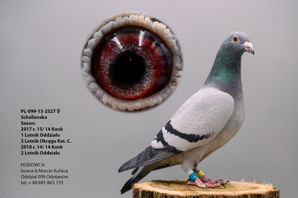 PL0430226220 Schellens / Janssen Profesjonalny portal aukcyjny