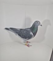 PL-0430-24-4223 100% Hardy Kruger