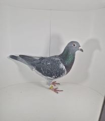 PL-0430-24-4223 100% Hardy Kruger