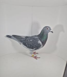 PL-0430-24-4223 100% Hardy Kruger