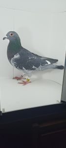 PL-0430-24-4243 Magic Black 100% Hardy Kruger !!!