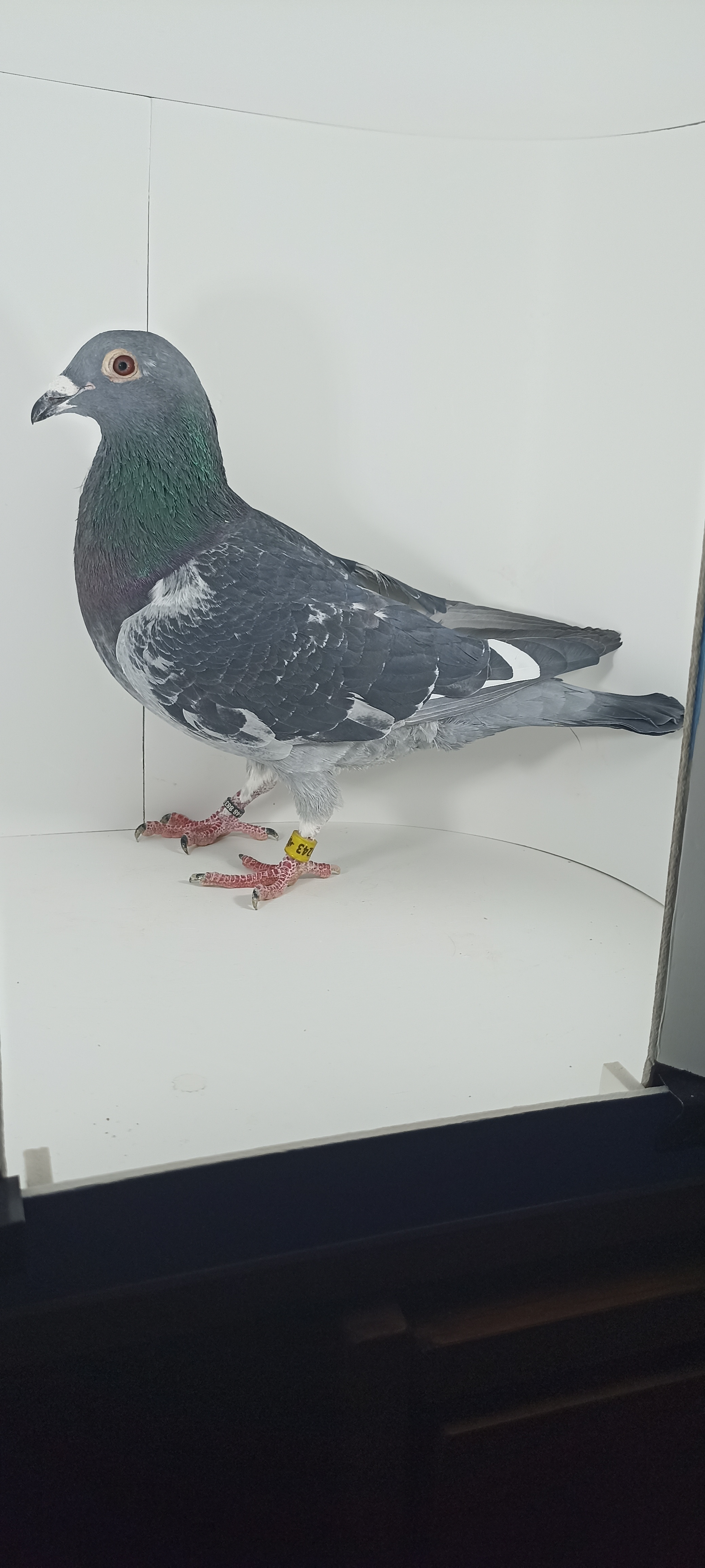 PL-0430-24-4243 Magic Black 100% Hardy Kruger