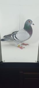 PL-0430-24-5964 Półrodzeństwo 1 AS WG Roztocze 24r. Super samiec !!!