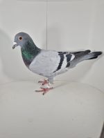 PL-0430-25-6605 Brat 1AS WG Roztocze 2024r