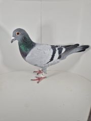 PL-0430-25-6605 Brat 1AS WG Roztocze 2024r