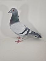 PL-0430-25-6605 Rodzeństwo 1AS WG Roztocze 2024r.