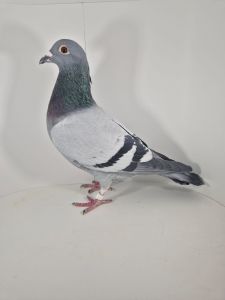 PL-0430-25-6605 Rodzeństwo 1AS WG Roztocze 2024r.