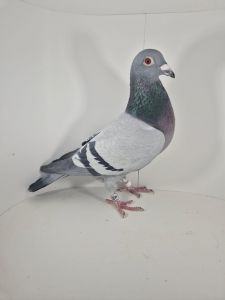 PL-0430-25-6607 Rodzeństwo 1AS WG Roztocze 2024r.