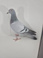 PL-0430-25-6611 Siostra 1AS WG Roztocze 2024r