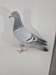 PL-0430-25-6611 Siostra 1AS WG Roztocze 2024r